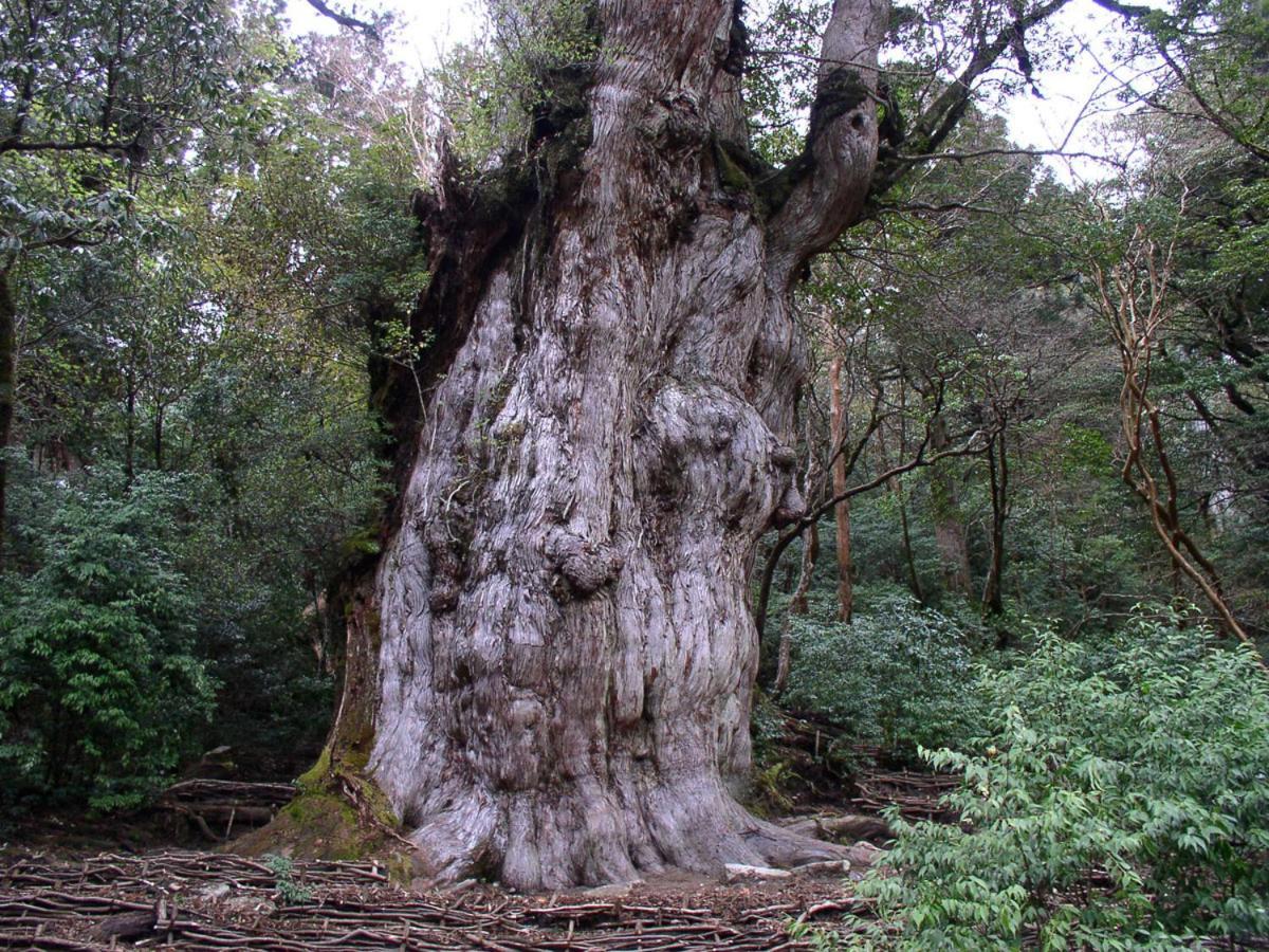 Minshuku Satomachi Guest House Yakushima  Ngoại thất bức ảnh